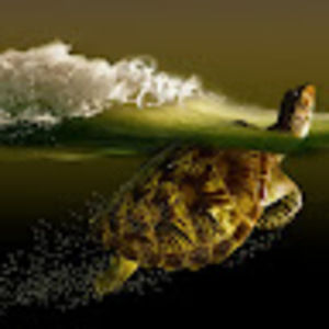 Meet your Posher, Liam